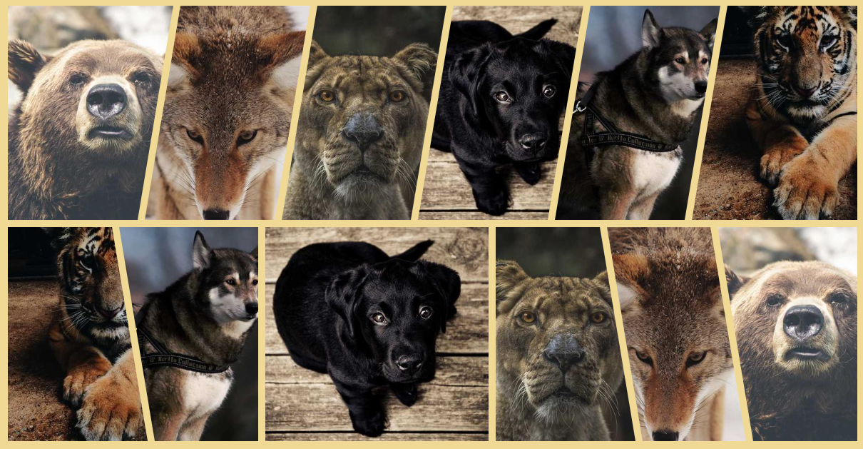 CSS-only gallery of skewed images